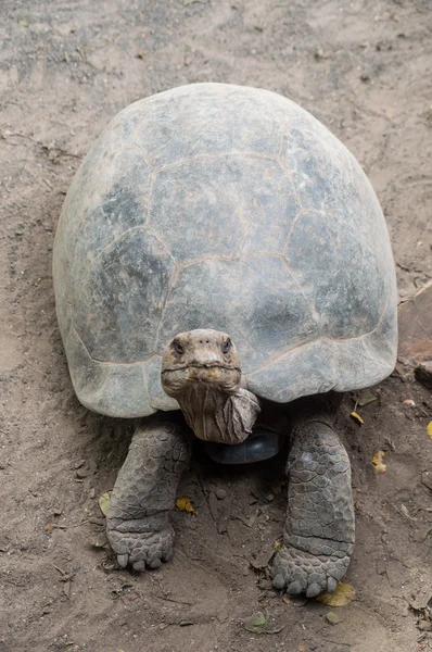 Гигантские черепахи в дикой природе на Галапагосских островах, Эквадор, Южная Америка — стоковое фото