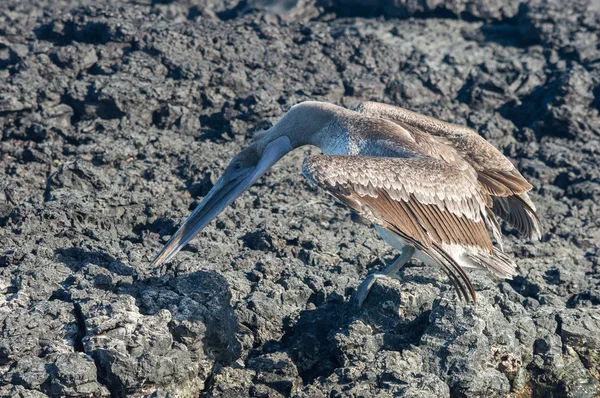 鸟在加拉巴哥群岛 — 图库照片