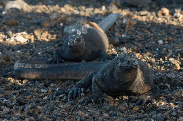 Iguanas nas Ilhas Galápagos, Equador, América do Sul — Fotografia de Stock