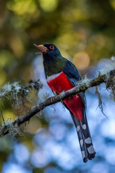 Uccello ecuadoriano con cibo in bocca — Foto Stock