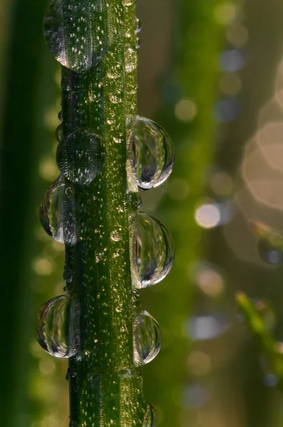 Gotas de agua sobre una brizna de hierba —  Fotos de Stock