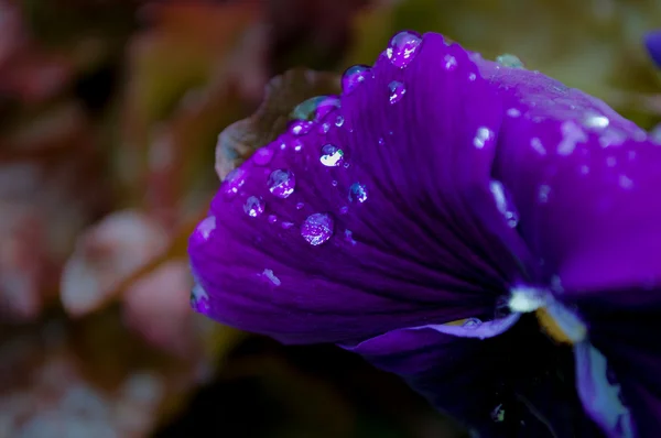 Water drops on a purple flower — Stock Photo, Image