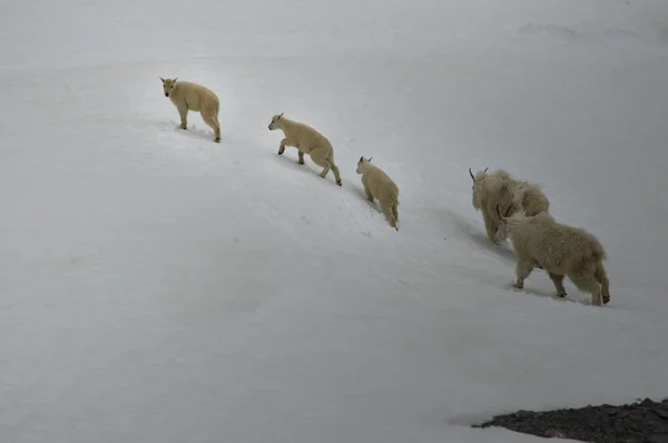 Горные овцы Аляски — стоковое фото