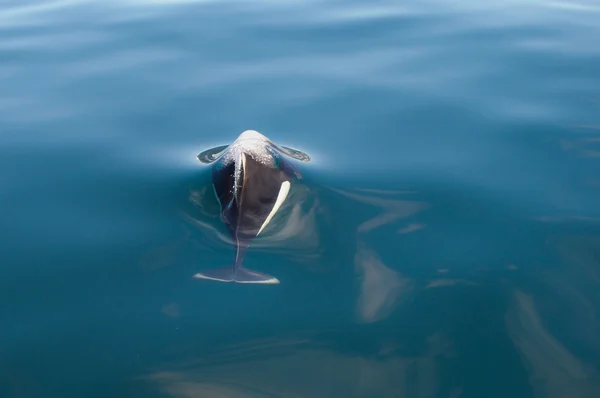 Orca in Alaska — Stockfoto