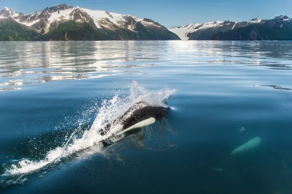 Orca na Alasce — Zdjęcie stockowe