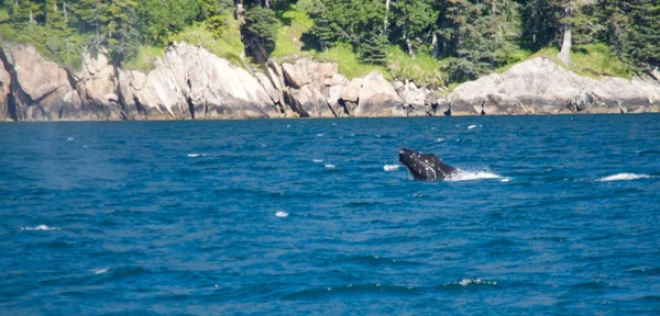 Whale in Alaska — стокове фото