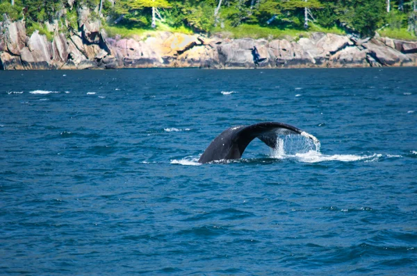 Whale in Alaska — Stockfoto