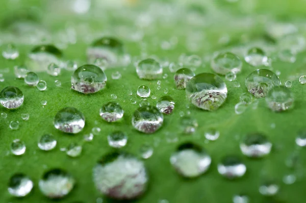 Wassertropfen auf Blatt — Stockfoto