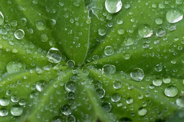 Gotas de água na folha — Fotografia de Stock