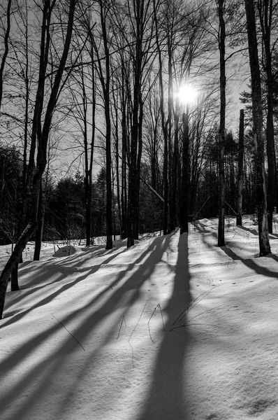 Güneş kar üzerinde gölgeler oluşturma