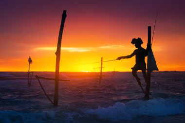 Sri Lanka'nın Uzunbacak balıkçı