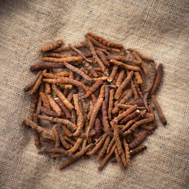 Yarsagumba (Yarchagumba veya Yarshagumba)