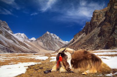 Yak in montagnadağlarda yak