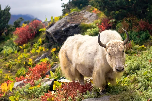 Bellissimo Yak in Himalaya — Foto Stock