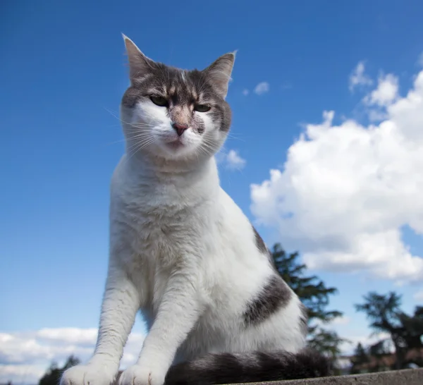 Witte en grijze kat op een dak Stockafbeelding