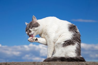 Beyaz ve Gri kedi bir çatı üzerinde