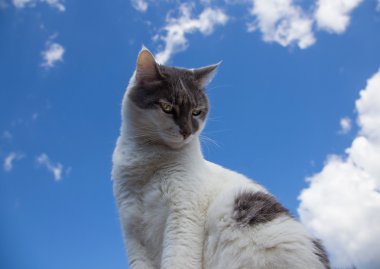 Beyaz ve Gri kedi bir çatı üzerinde