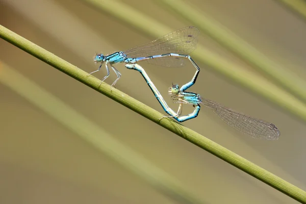 Blue damselfly mating act. Heart symbol — Stock Photo, Image