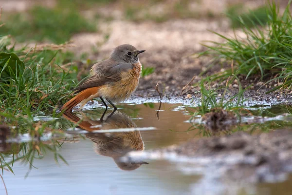 Unga vanliga rödstjärt, Phoenicurus phoenicurus — Stockfoto