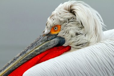 Dalmatian pelican clipart