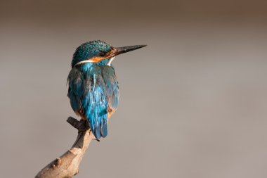 Kingfisher