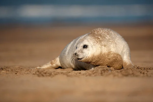 Filhote de foca — Fotografia de Stock