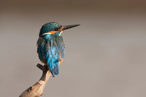 Kungsfiskare — Stockfoto