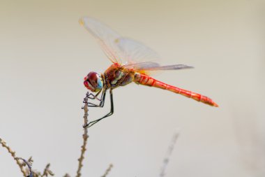 Kırmızı yusufçuk