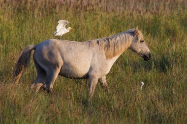 Heron ata Camargue, Fransa