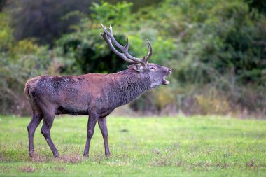 üreme sezonunda kükreyen genç erkek geyik