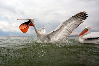Dalmaçyalı Pelikan