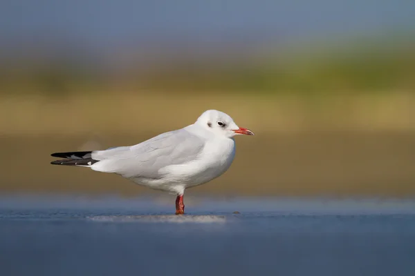 Möwen — Stockfoto