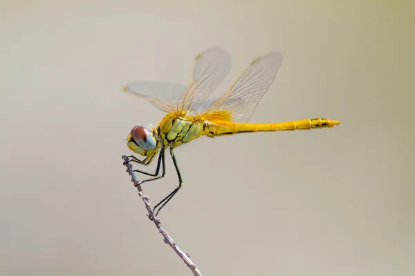 Libélula amarela — Fotografia de Stock