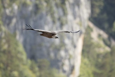 Griffon akbabası (Gyps fulvus)