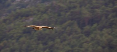 Griffon akbabası (Gyps fulvus)