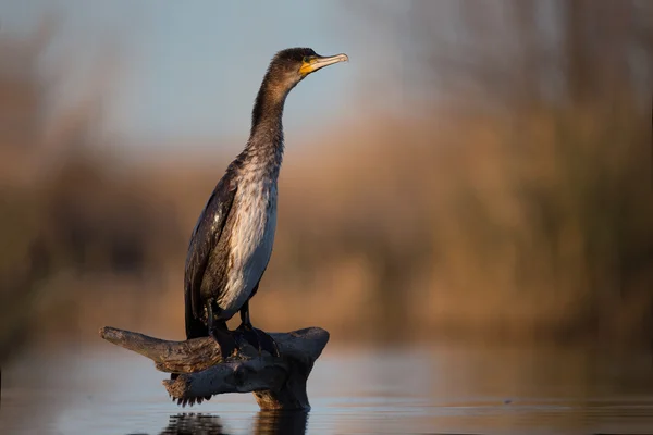 Great cormorant — Stock Photo, Image