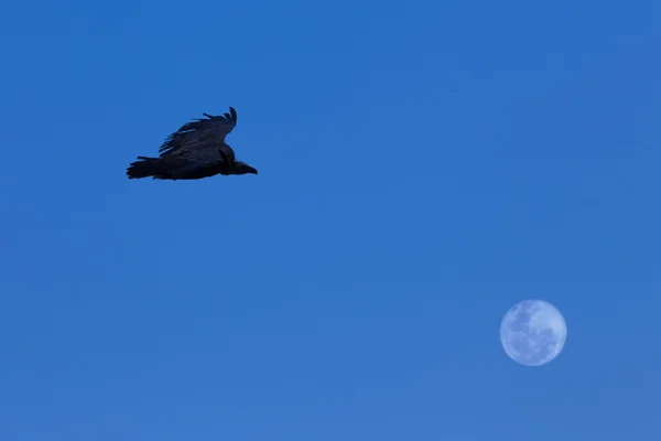 Griffon akbabası (Gyps fulvus) — Stok fotoğraf