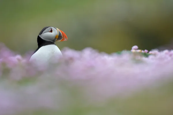 Puffin, fratercula artica, 공정한 섬 — 스톡 사진