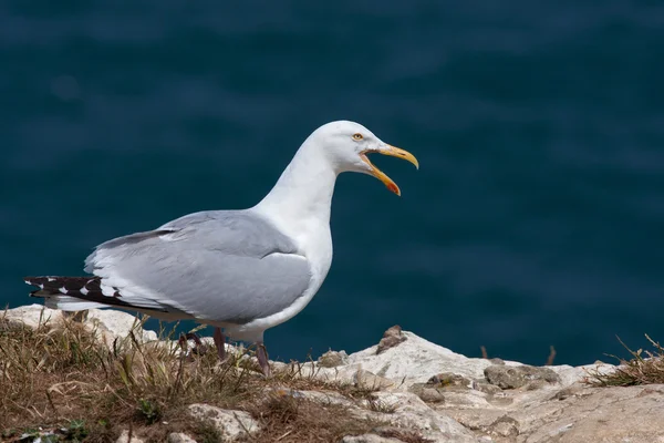 Gelbfußmöwe — Stockfoto