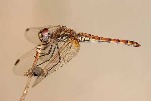 바이올렛 dropwing — 스톡 사진