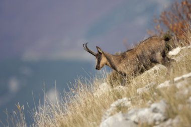 Apenninic chamois during the autumn clipart