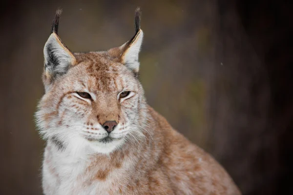 Retrato de lince en la nieve — Foto de Stock