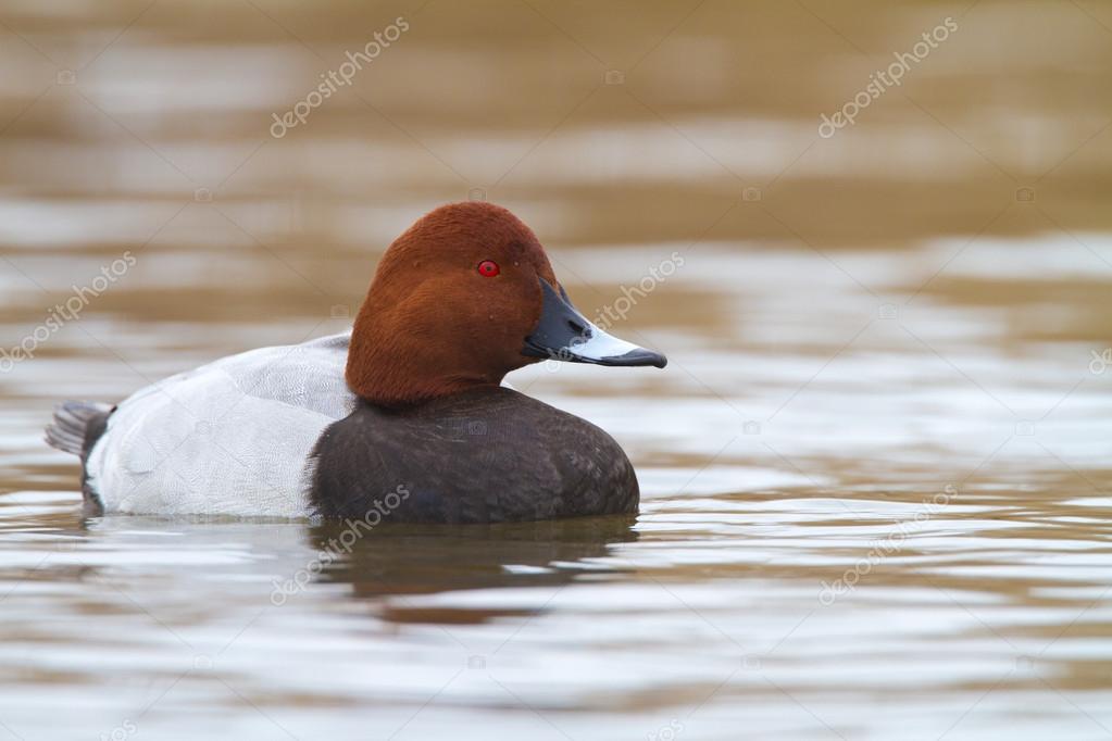 common pochard in the water