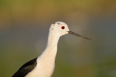 Siyah kanatlı stilt portre