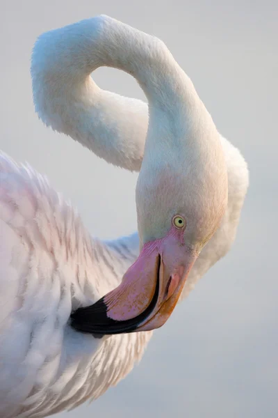 オオフラミンゴ、Phoenicopterus 撮り — ストック写真