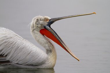 Tepeli pelikan portre, Kerkini Gölü, Yunanistan