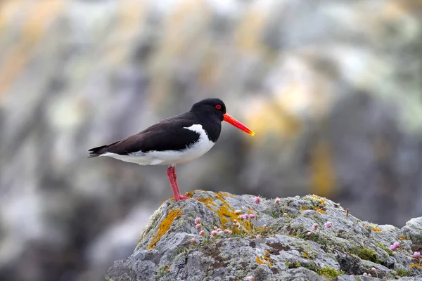 Ойстеркэтчер, Haematopus ostralegus — стоковое фото