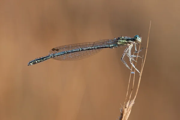 Damselfly isolado em um fundo amarelo — Fotografia de Stock