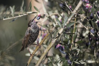 Ortak starling, sturnus vulgaris, bir zeytin yemek