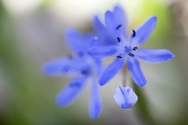 Scilla bifolia, alpin blåstjärna eller två-blad blåstjärna gaceae familj. — Stockfoto